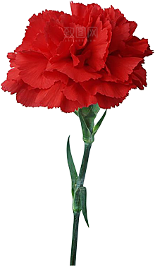 玫瑰花设计素材元素免抠