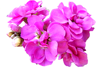 玫瑰花设计素材元素免抠