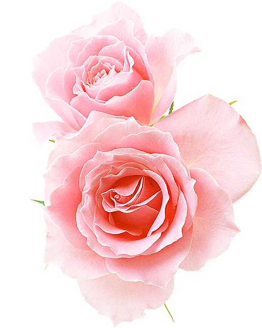 玫瑰花设计素材元素免抠