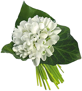 玫瑰花设计素材元素
