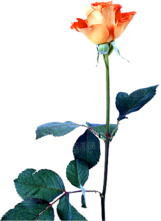 玫瑰花设计素材元素