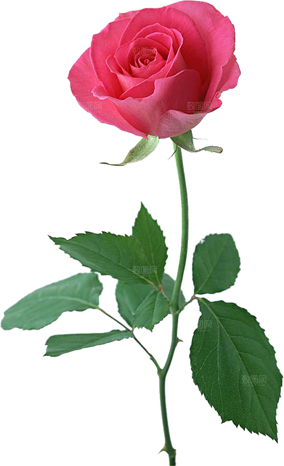 玫瑰花设计素材元素