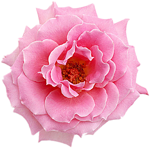 玫瑰花设计素材元素