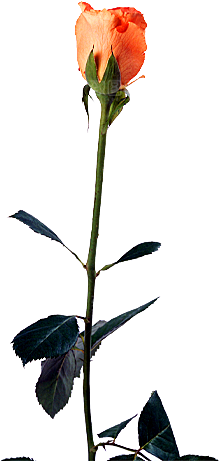 玫瑰花设计素材元素
