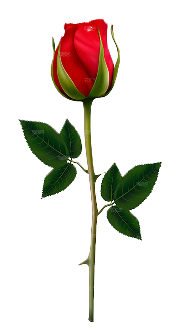 玫瑰花设计素材元素免抠