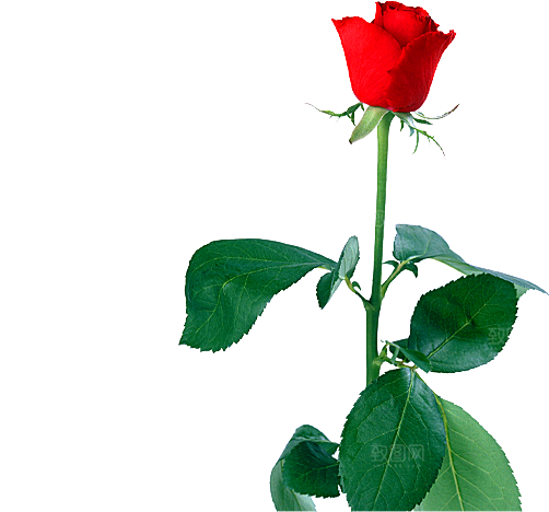 玫瑰花设计素材元素免抠