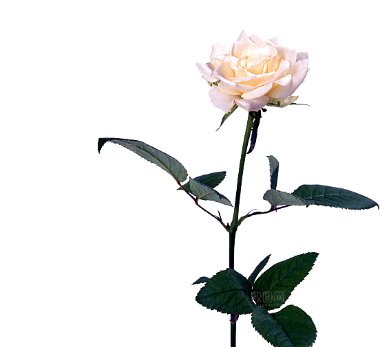 玫瑰花设计素材元素免抠