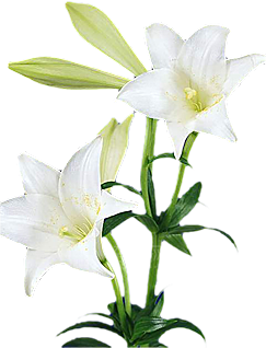 玫瑰花设计素材元素免抠