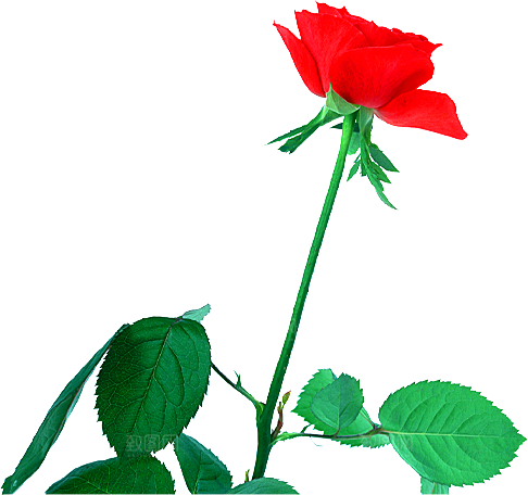 玫瑰花设计素材元素免抠