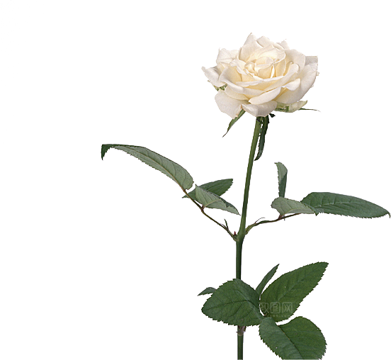 玫瑰花设计素材元素免抠