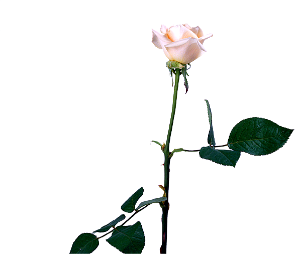 玫瑰花设计素材元素免抠