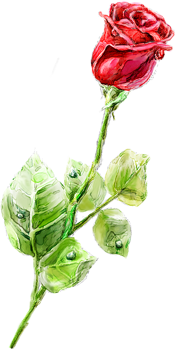 玫瑰花设计素材元素免抠