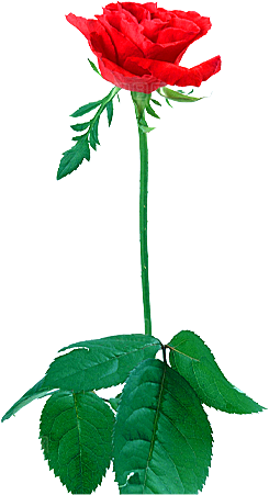 玫瑰花设计素材元素