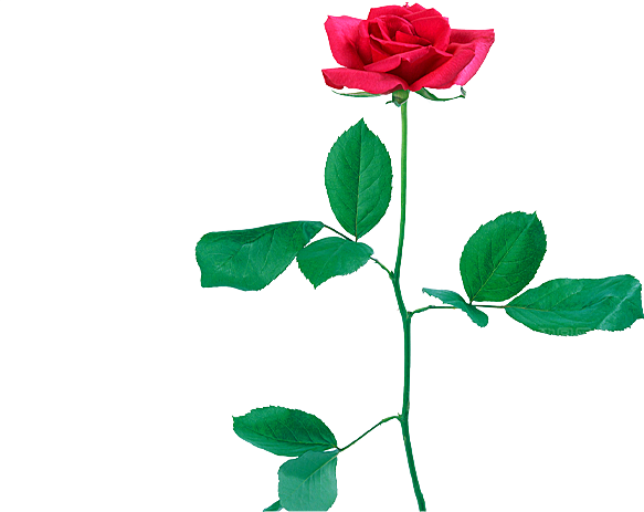 玫瑰花设计素材元素