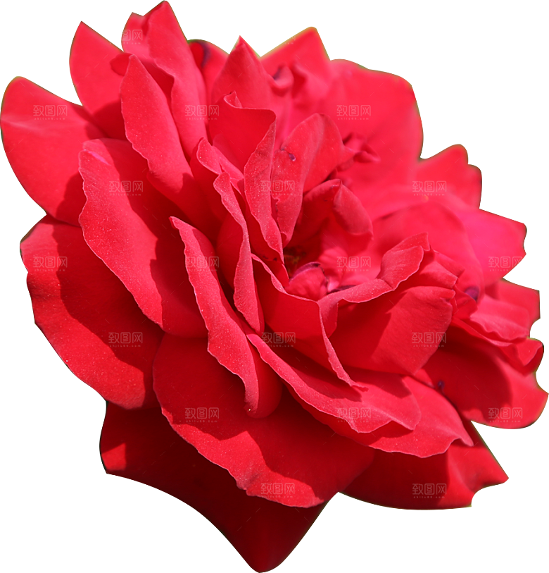 玫瑰花设计素材元素