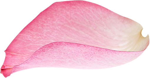 玫瑰花设计素材元素免抠