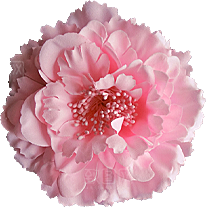 玫瑰花设计素材元素
