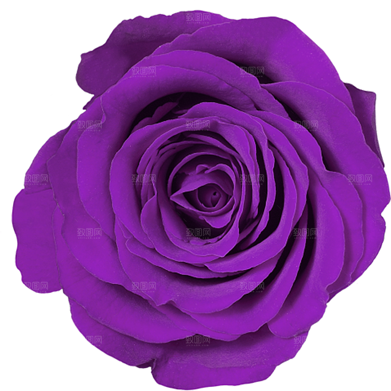 玫瑰花设计素材元素