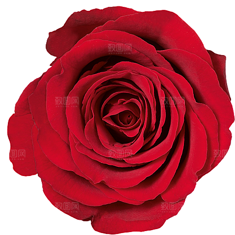 玫瑰花设计素材元素免抠