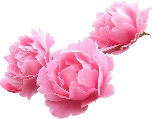 玫瑰花设计素材元素免抠