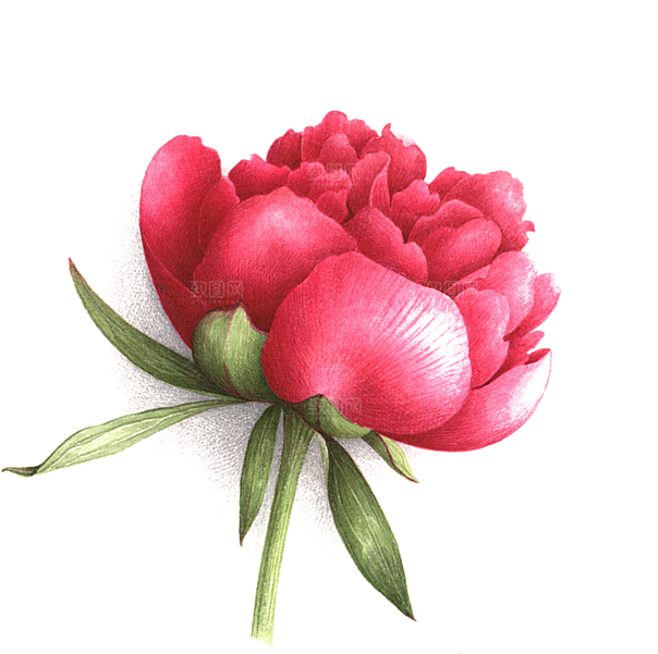 玫瑰花设计素材元素