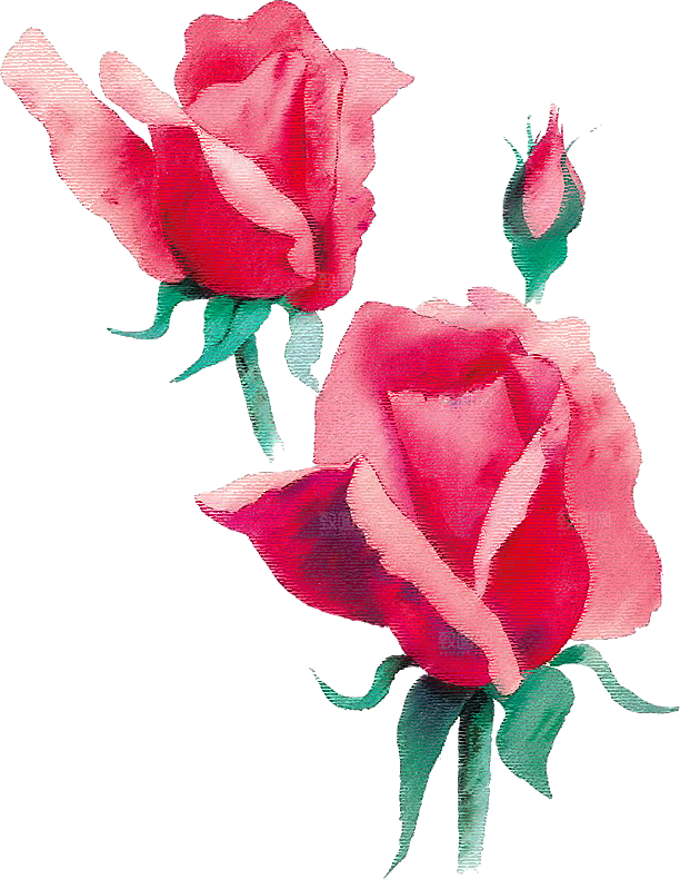 玫瑰花设计素材元素
