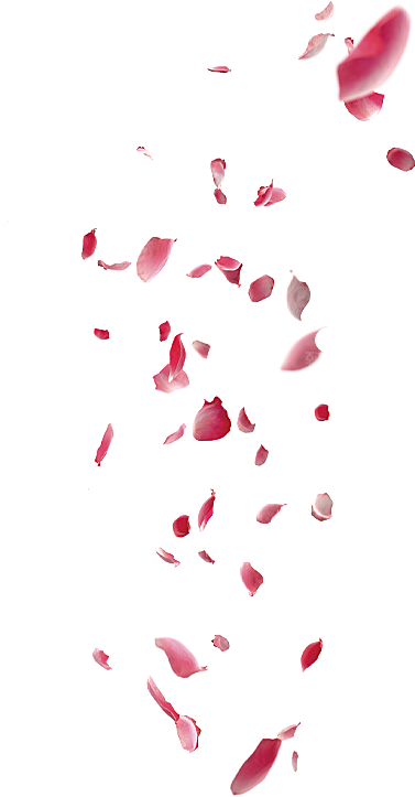 玫瑰花设计素材元素