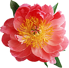 玫瑰花设计素材元素免抠