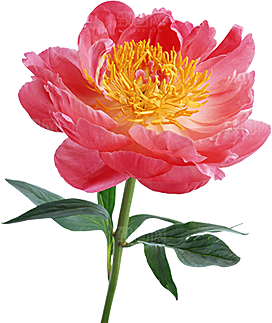 玫瑰花设计素材元素免抠