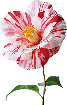 玫瑰花设计素材元素免抠