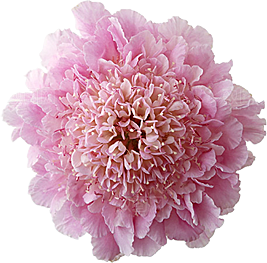 玫瑰花设计素材元素免抠