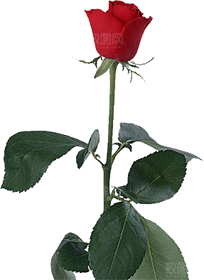 玫瑰花设计素材元素免抠