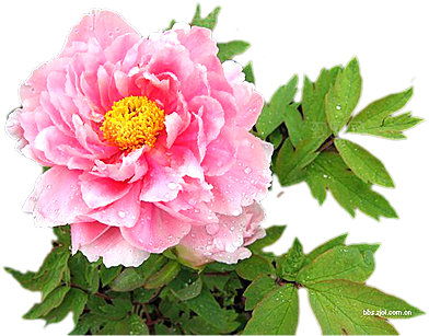 玫瑰花设计素材元素