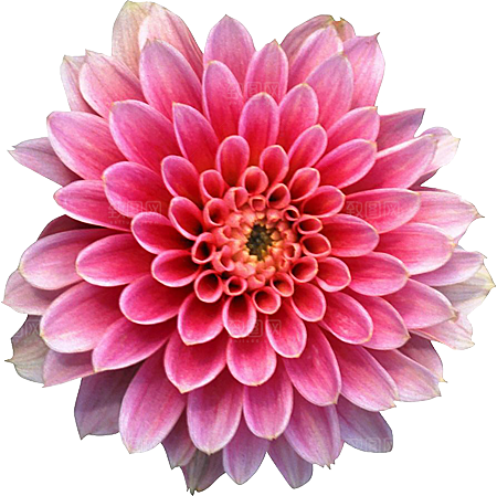 玫瑰花设计素材元素免抠
