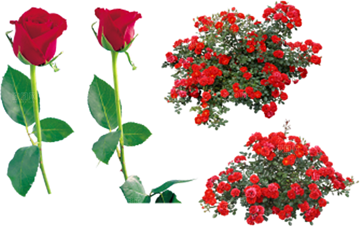玫瑰花设计素材元素