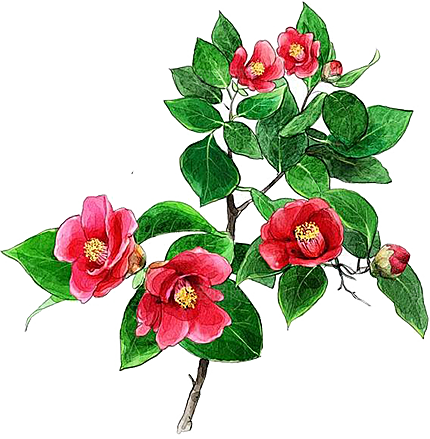 玫瑰花设计素材元素