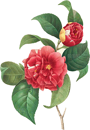 玫瑰花设计素材元素免抠
