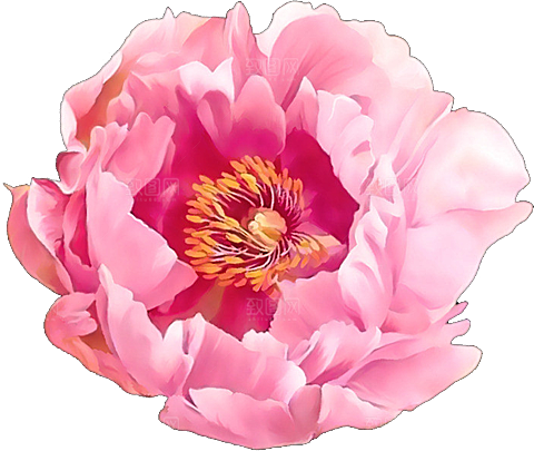 玫瑰花设计素材元素免抠