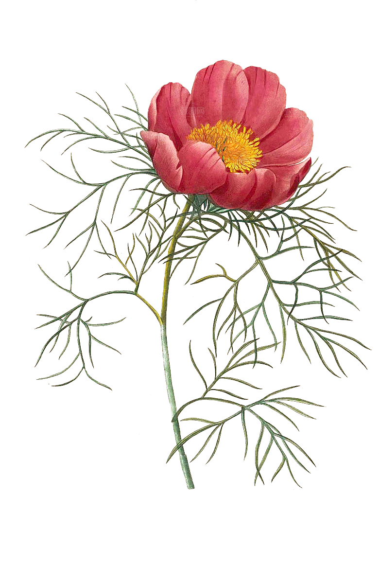 玫瑰花设计素材元素免抠