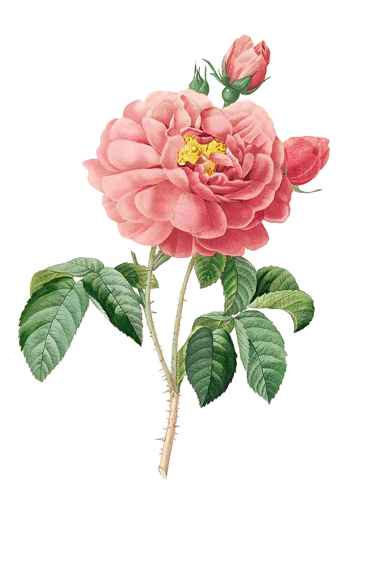 玫瑰花设计素材元素免抠