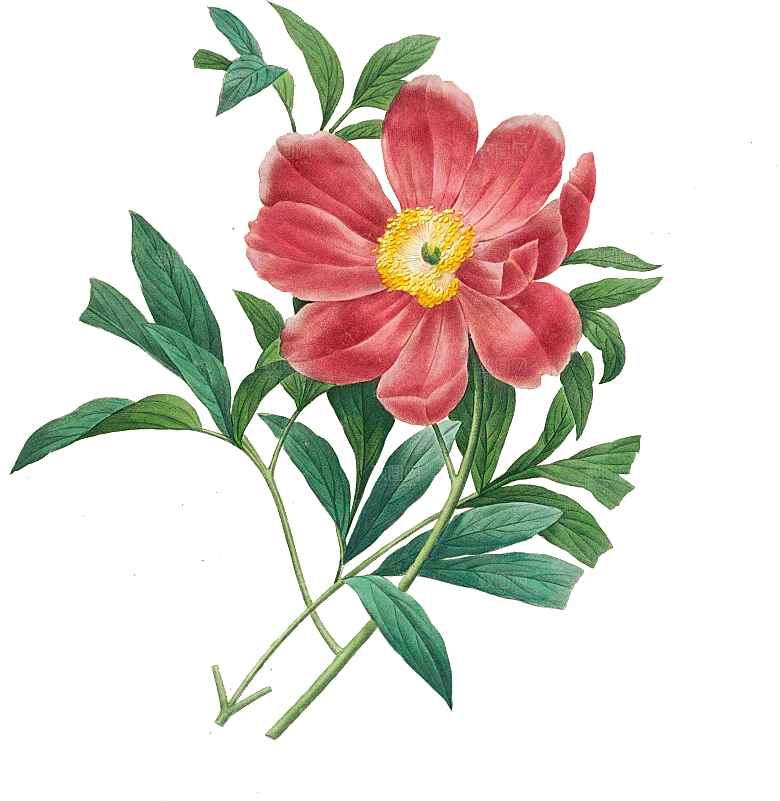 玫瑰花设计素材元素免抠