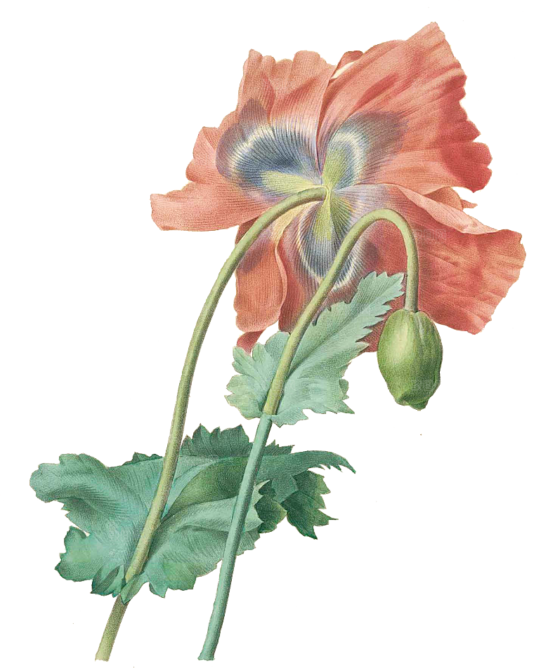 玫瑰花设计素材元素免抠