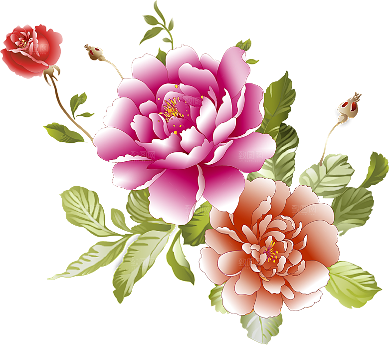 牡丹花免抠素材元素