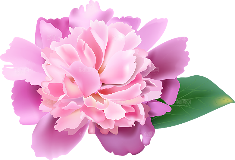 牡丹花免抠素材元素