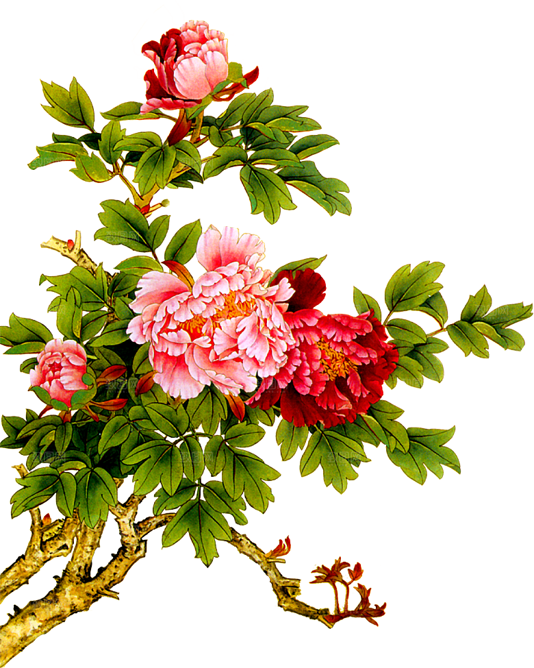 牡丹花免抠素材元素
