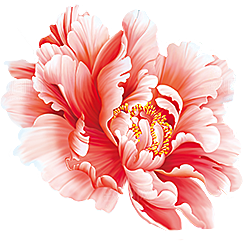 牡丹花免抠素材元素设计