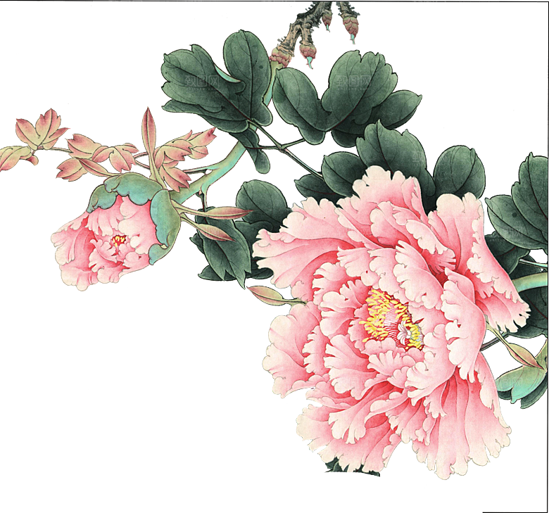 牡丹花免抠素材元素设计