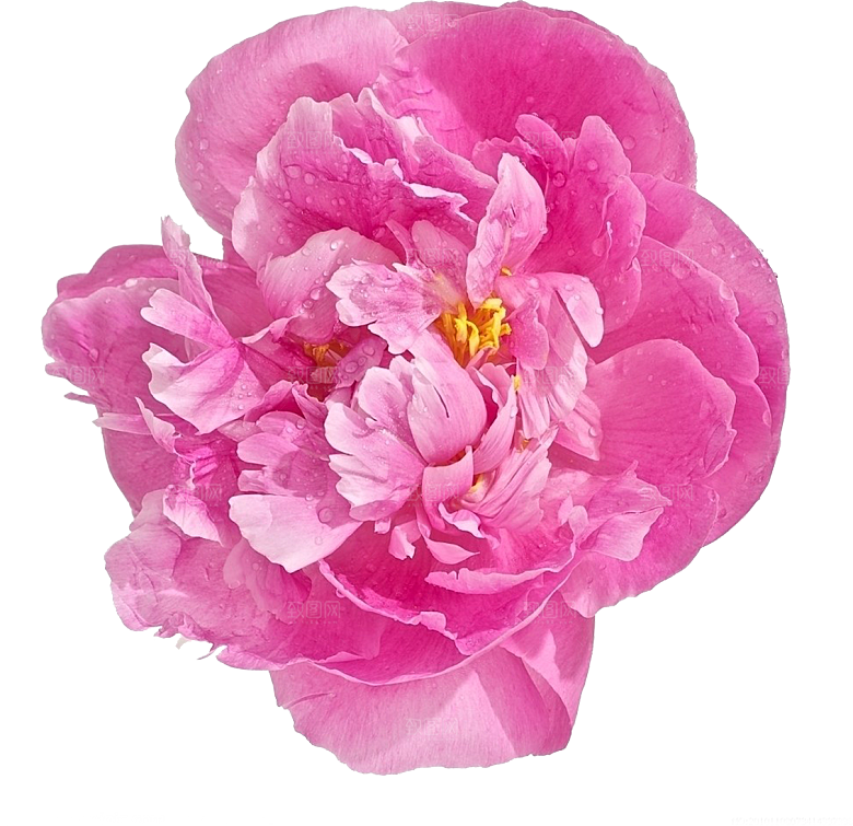 牡丹花免抠素材元素