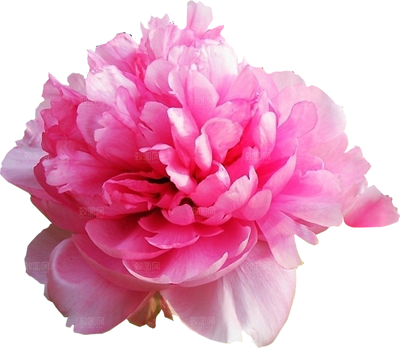 牡丹花免抠素材元素
