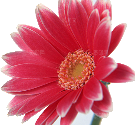 牡丹花免抠素材元素免抠